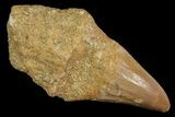 Fossil Rooted Mosasaur (Platecarpus) Tooth - Morocco #117034-1